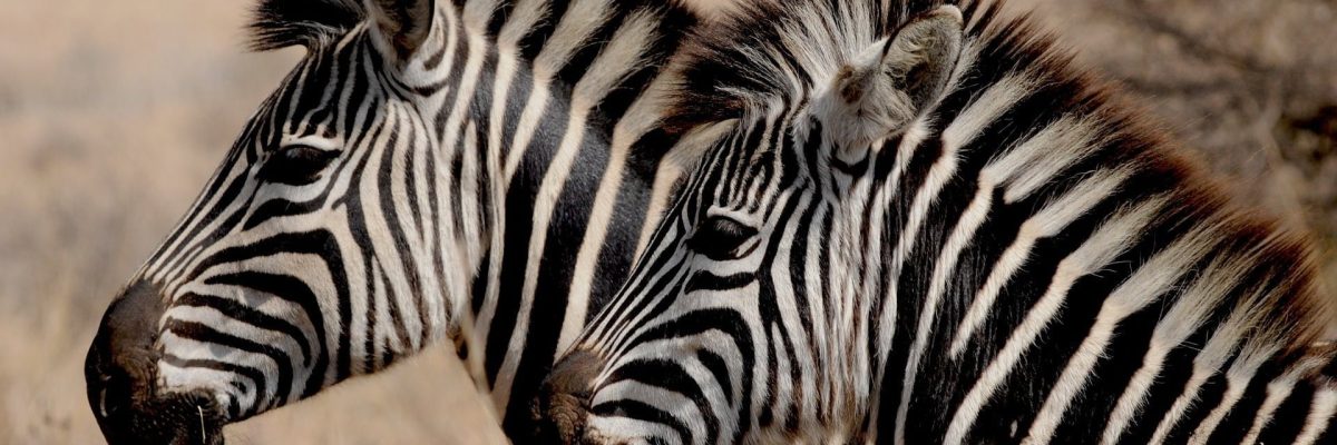 Zebra in African Wildlife Safari Zebra in African Wildlife Safari